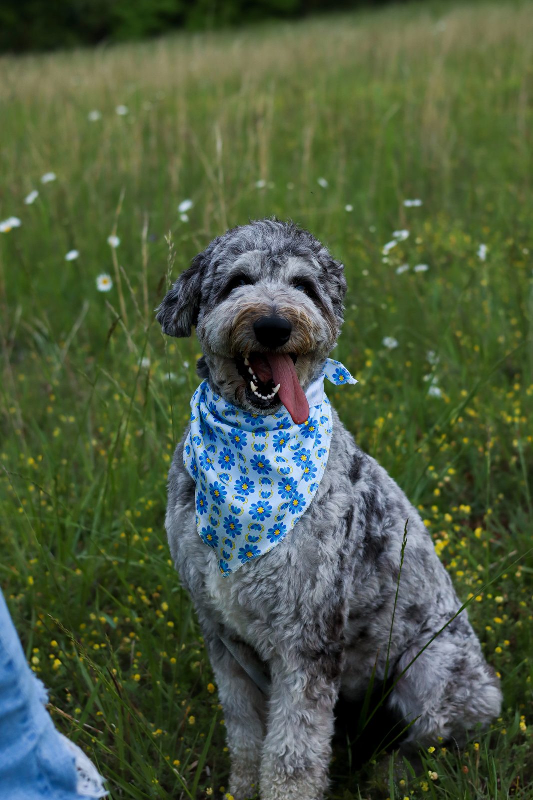 A grey doodle in a blue bandana sitting in a wildflower meadow